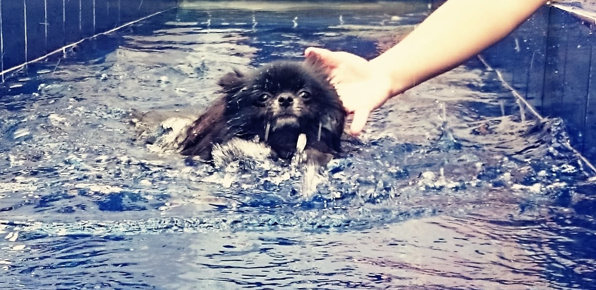 Aulas de Natação para Cachorro