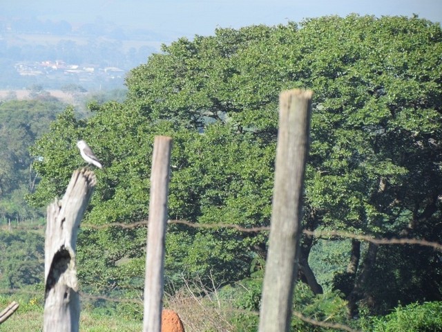 Autorização de Desmatamento Florestal