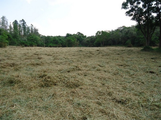 Autorização Florestal para Desmatamento