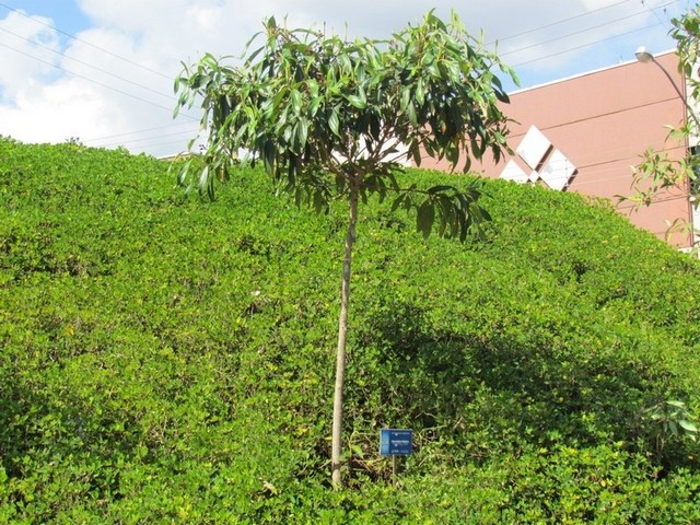 Autorização para Desmatamento em Floresta