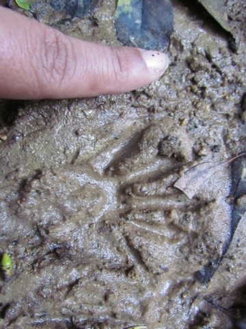 Autorização para Exploração Florestal