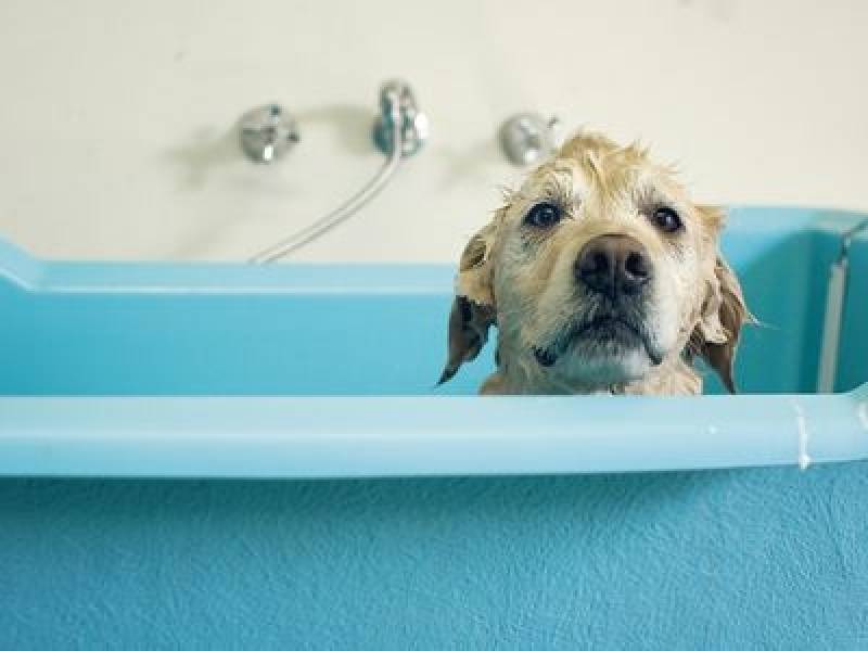 Banho e Tosa de Cachorros