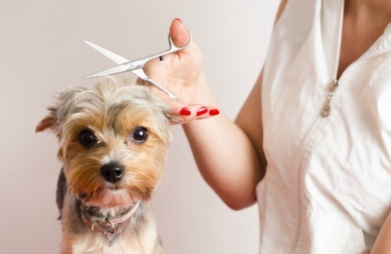 Banho e Tosa para Animais Domésticos