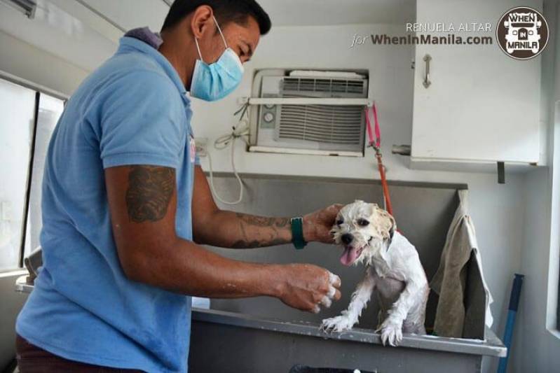 Banho e Tosa para Gatos Leva e Traz