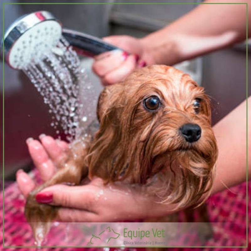 Banho Higiênico para Cachorro