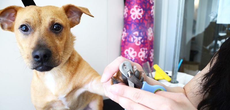 Banho para Cães em SP