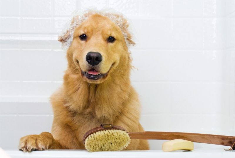 Banho para Cachorro