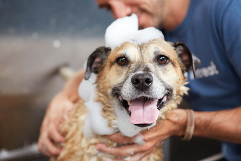 Banho Relaxante para Cachorro