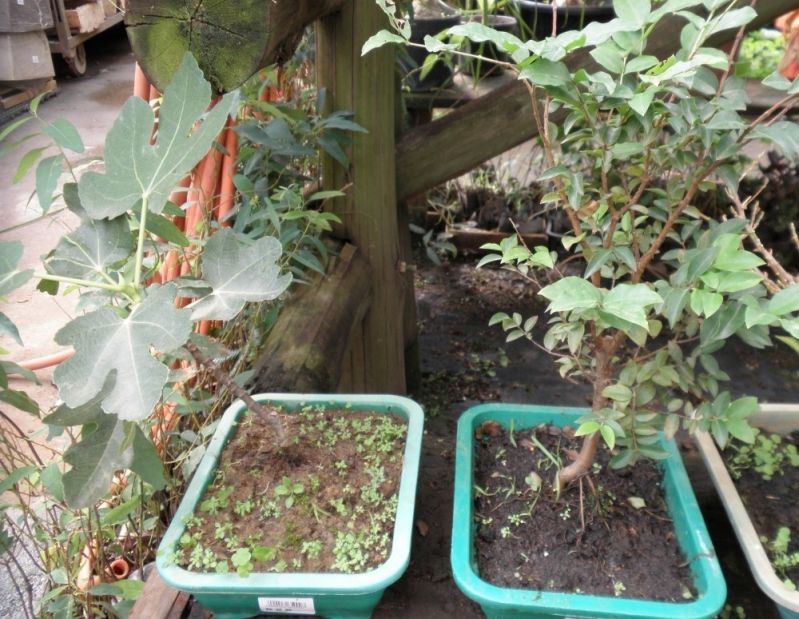 Bonsai para o Quarto