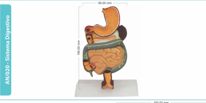 Brinde Anatômico para Clínica Médica Hospitalar