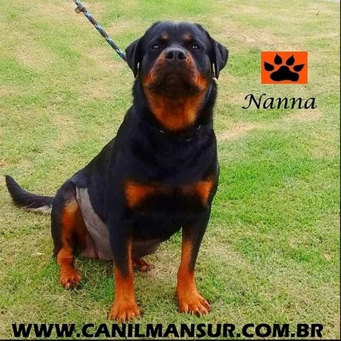 Cachorro de Guarda Raça Rottweiler