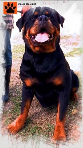 Cachorro de Guarda Rottweiler com Pedigree