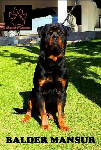 Cachorro de Guarda Rottweiler