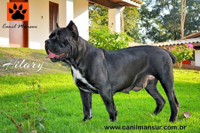 Canil de Rottweiler com Pedigree