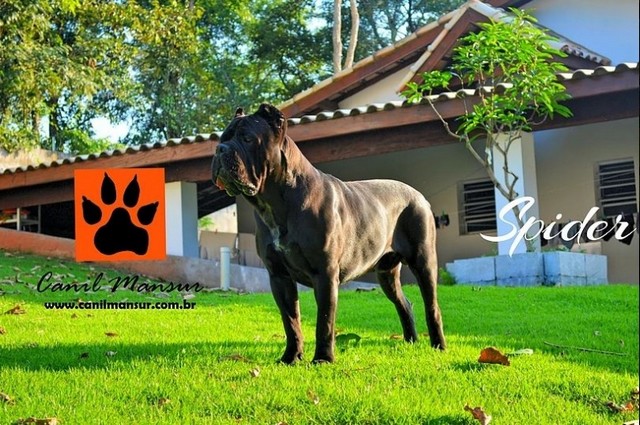 Cão de Guarda Cane Corso