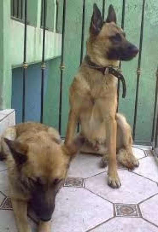 Locação de Cães de Guarda em Osasco