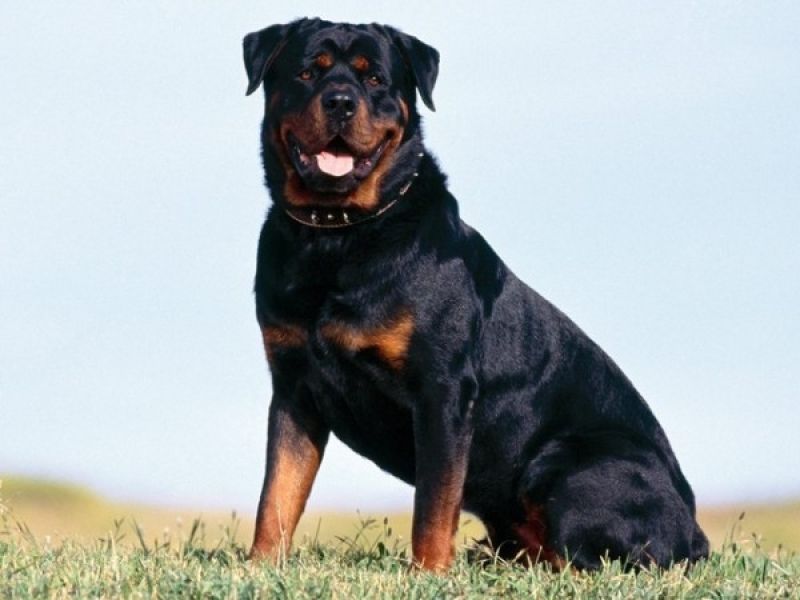 Cão de Guarda para Locação