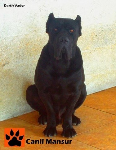 Cão de Guarda Segurança Patrimonial