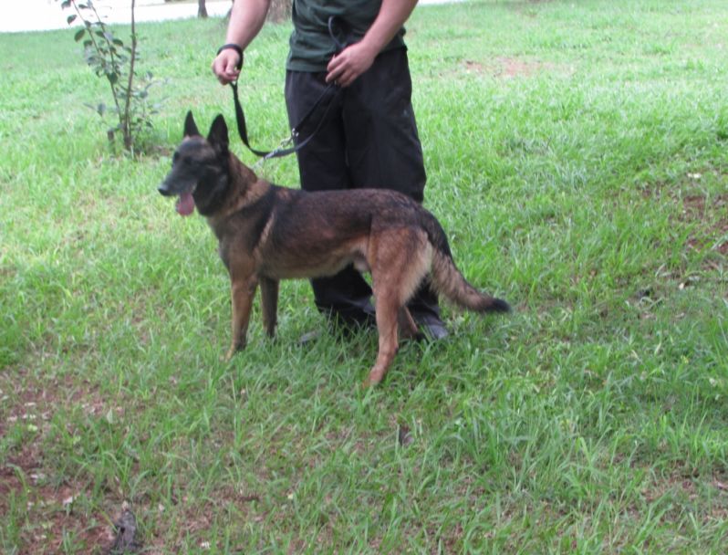 Cão Farejador para Locação