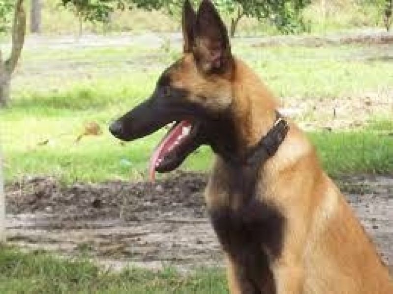 Cão Segurança Aluguel