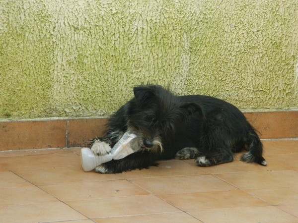 Cardiologia Veterinária