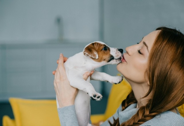 Castração de Cachorro Fêmea