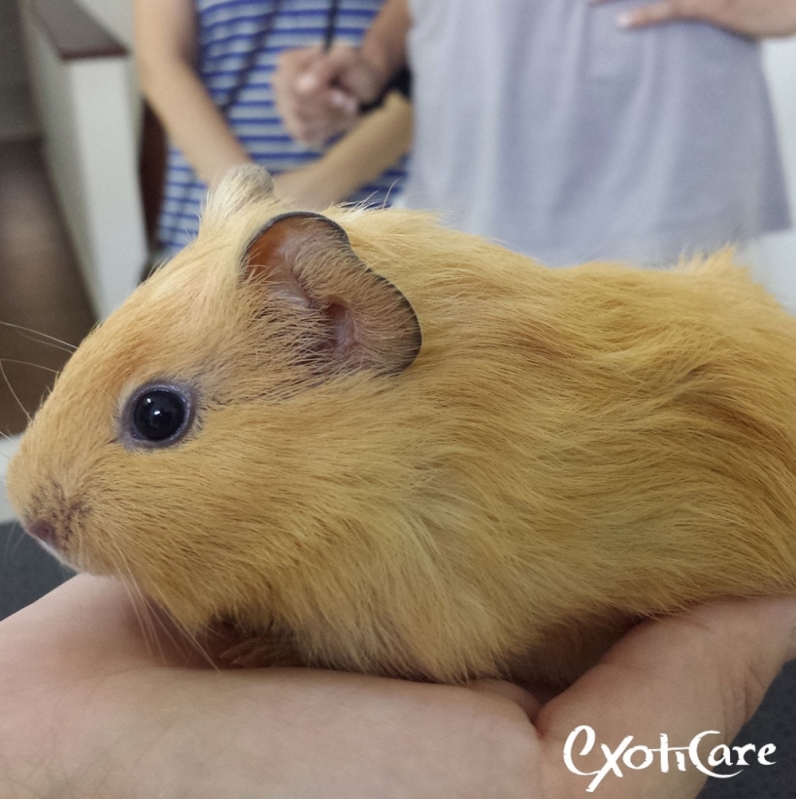 Castração de Porquinho da índia