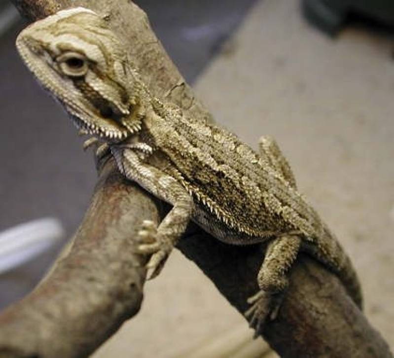 Centro Cirúrgico Veterinário para Animais de Pequeno Porte