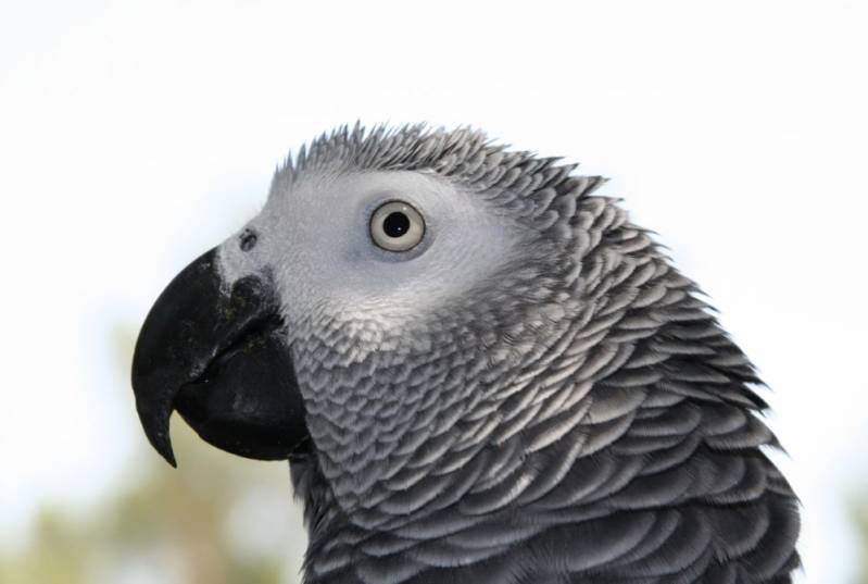 Centro Cirúrgico Veterinário para Castração de Animais