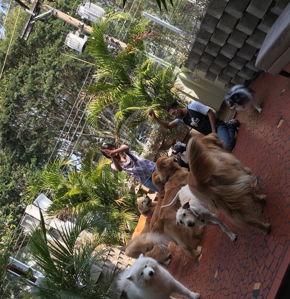 Centro Clínico de Fisioterapia Canina