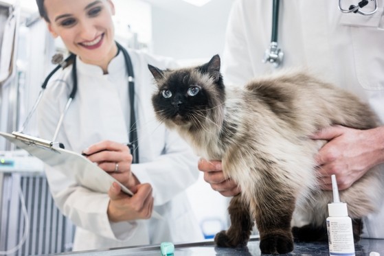 Centro Hospitalar Veterinário