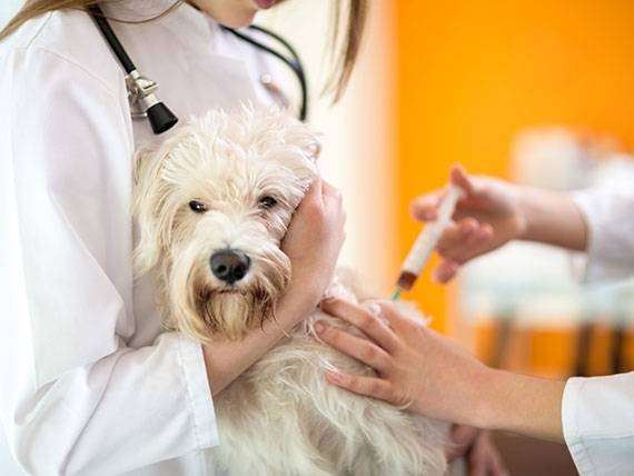 Centro Médico Veterinário