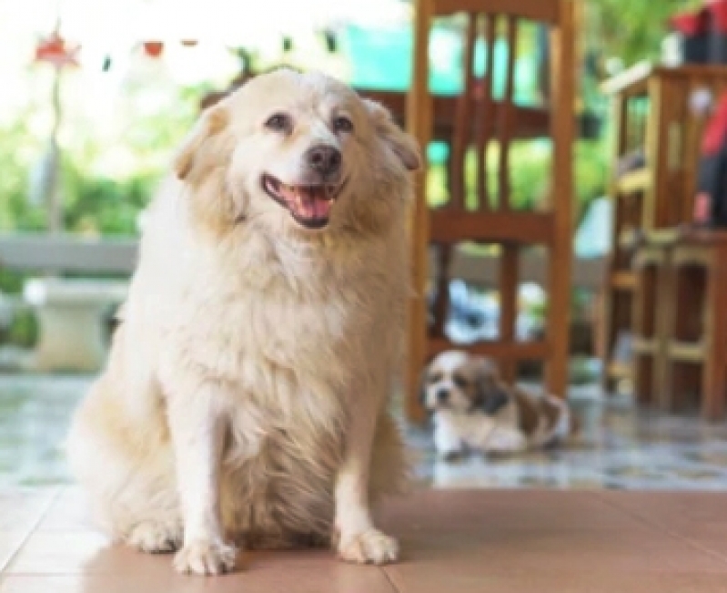 Centro Veterinário com Acupuntura