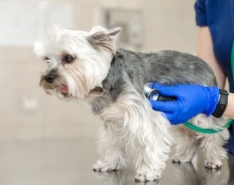 Centro Veterinário com Odontologia