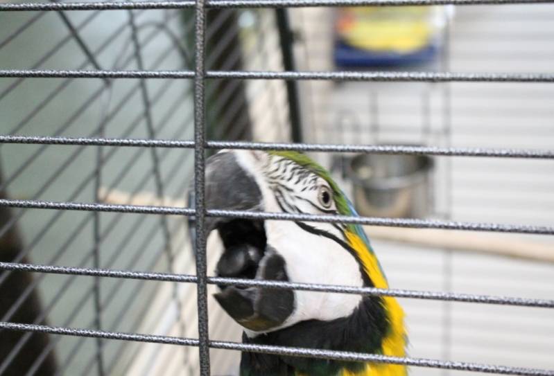 Centro Veterinário de Animais Exóticos