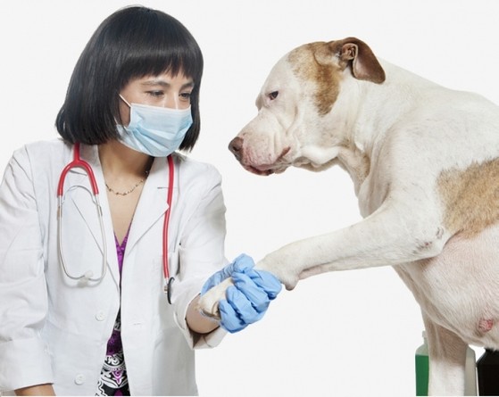 Centro Veterinário Hospitalar