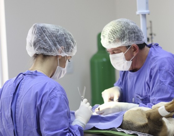 Centro Veterinário para Cachorros de Grande Porte