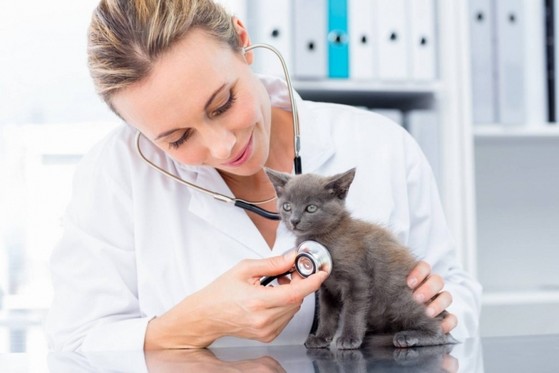 Centro Veterinário para Cães Pequenos