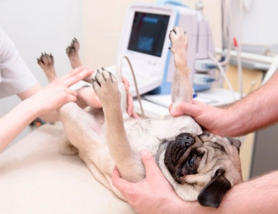 Centro Veterinário para Tratamento Periodontal