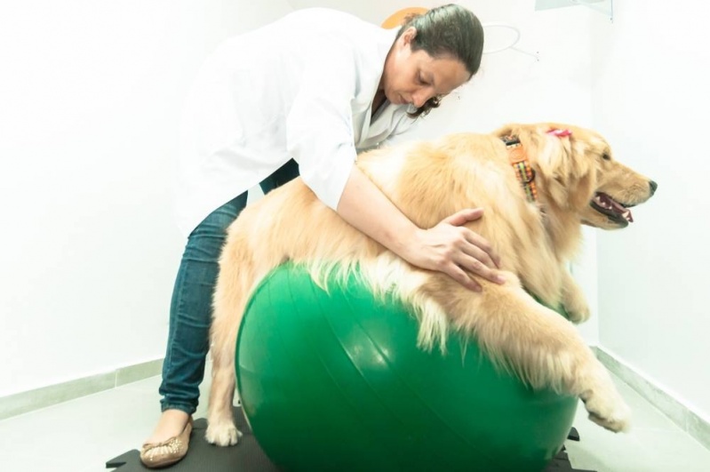 Cinesioterapia Veterinária