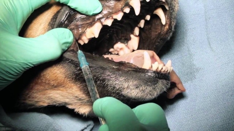 Cirurgia Ortopédica em Cães e Gatos
