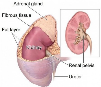 Cirurgia para Câncer de Próstata