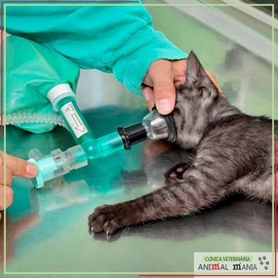 Cirurgia Veterinária Castração