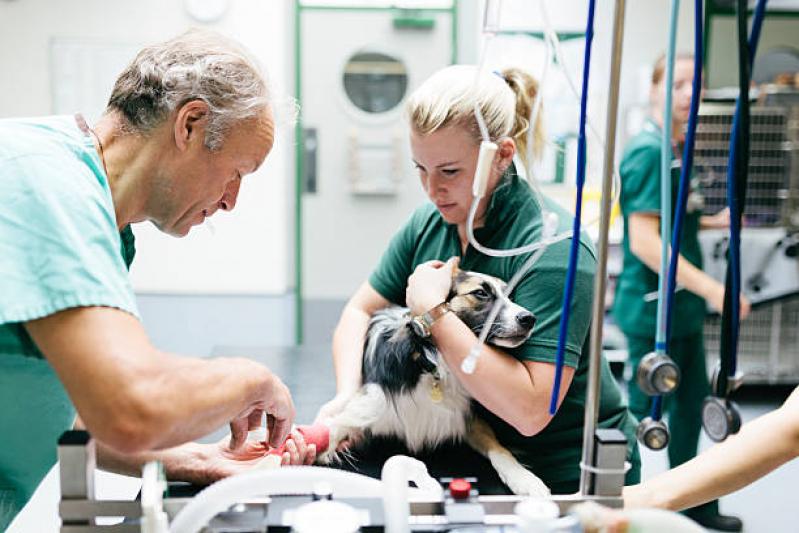 Cirurgias Veterinárias em São Paulo