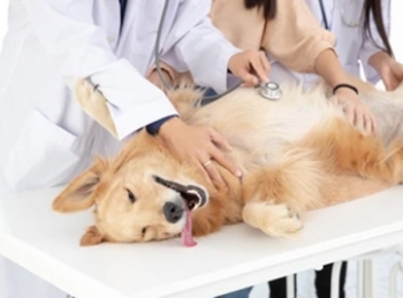 Clínica de Cirurgia Ortopédica Cachorro