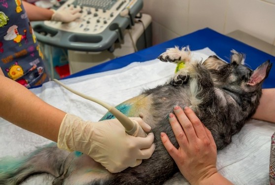 Clínica de Consulta de Veterinário