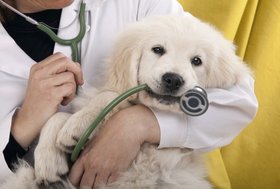 Clínica de Consulta Veterinária a Domicilio