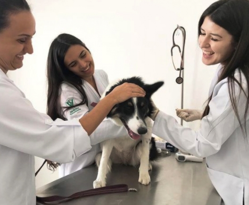 Clínica de Exame de Fezes Cachorro