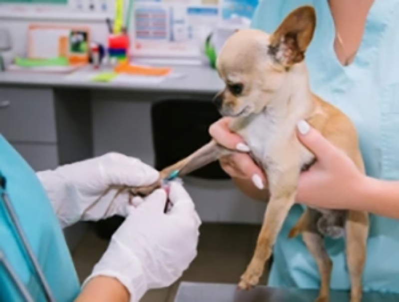 Clínica de Exame de Sangue Cachorro