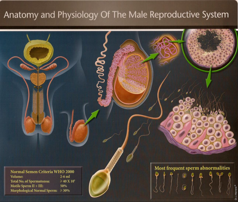 Clínica de Inseminação em SP